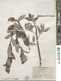 Salix humilis image