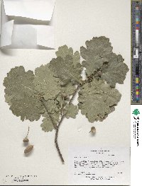 Quercus robur image