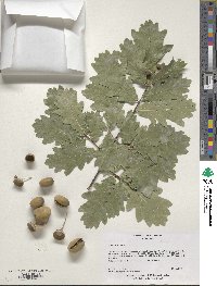 Quercus robur image