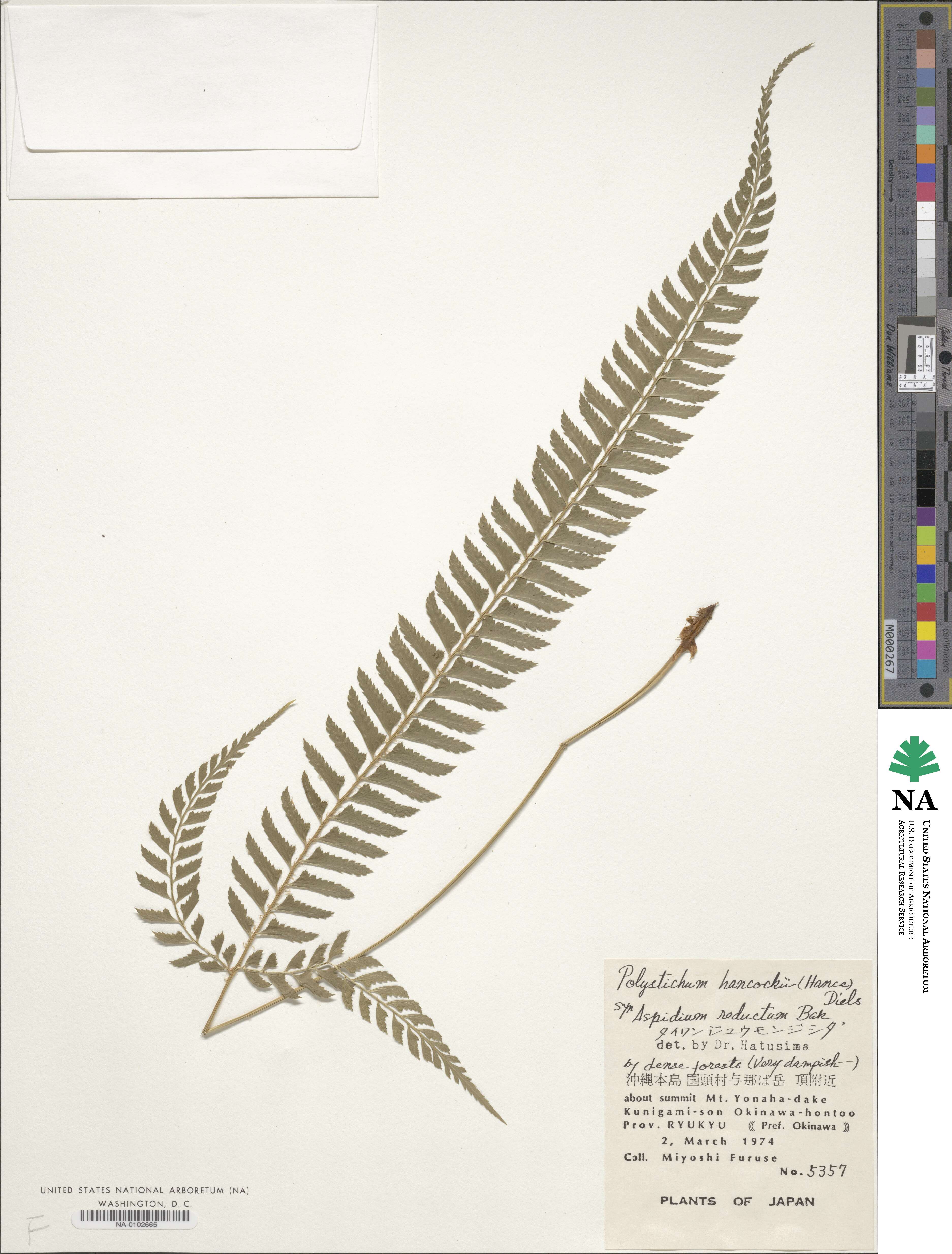 Polystichum hancockii image