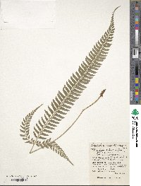 Polystichum hancockii image