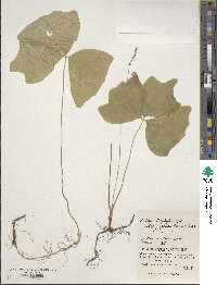 Achlys japonica image