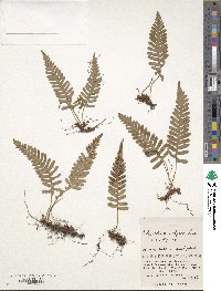 Polypodium vulgare image