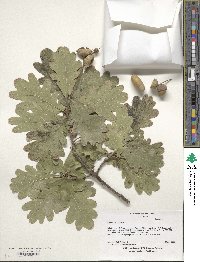 Quercus robur image