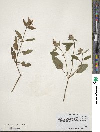 Prunella vulgaris image