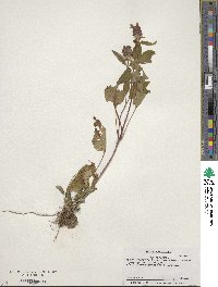 Prunella vulgaris image