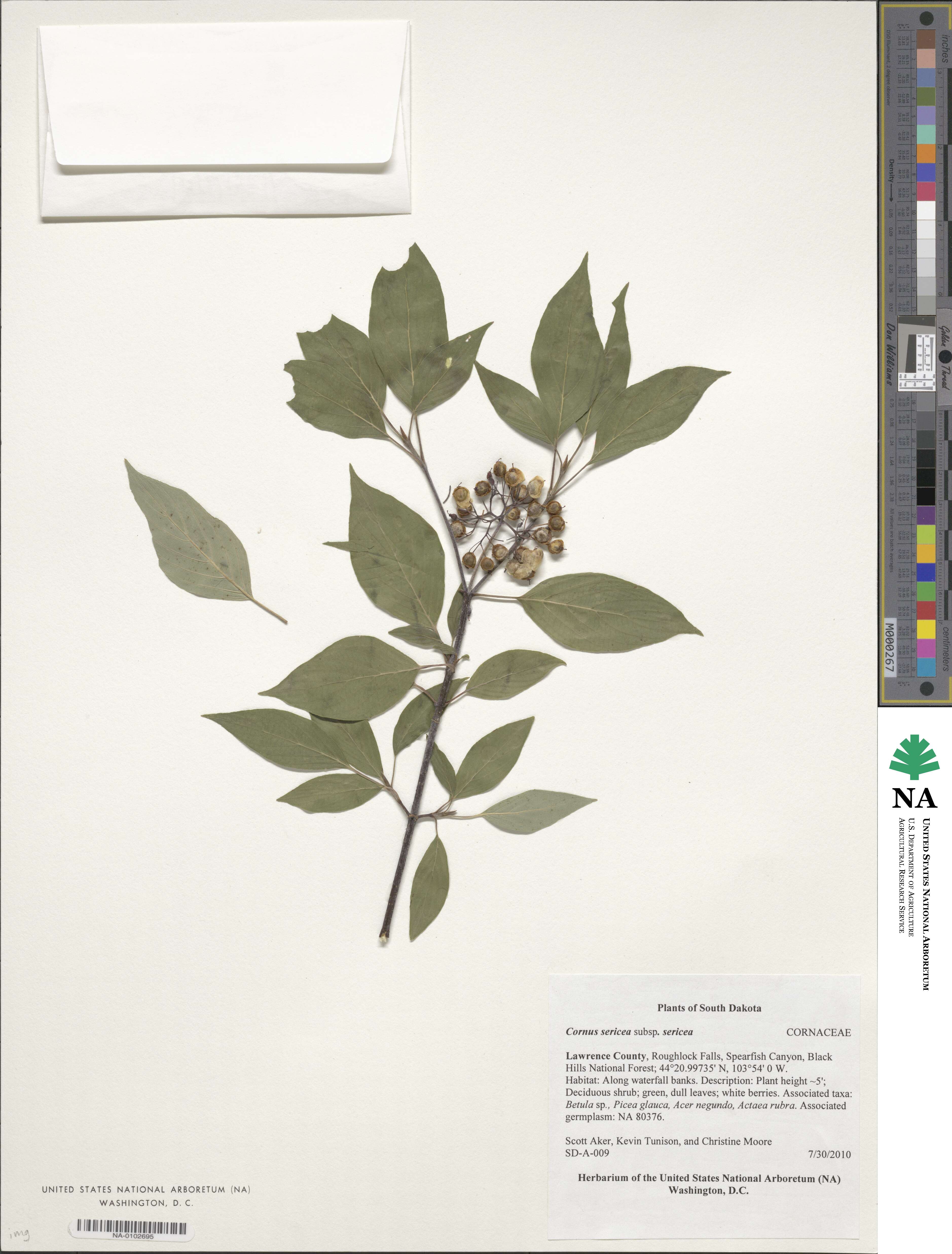 Cornus sericea subsp. sericea image
