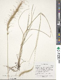 Elymus canadensis image