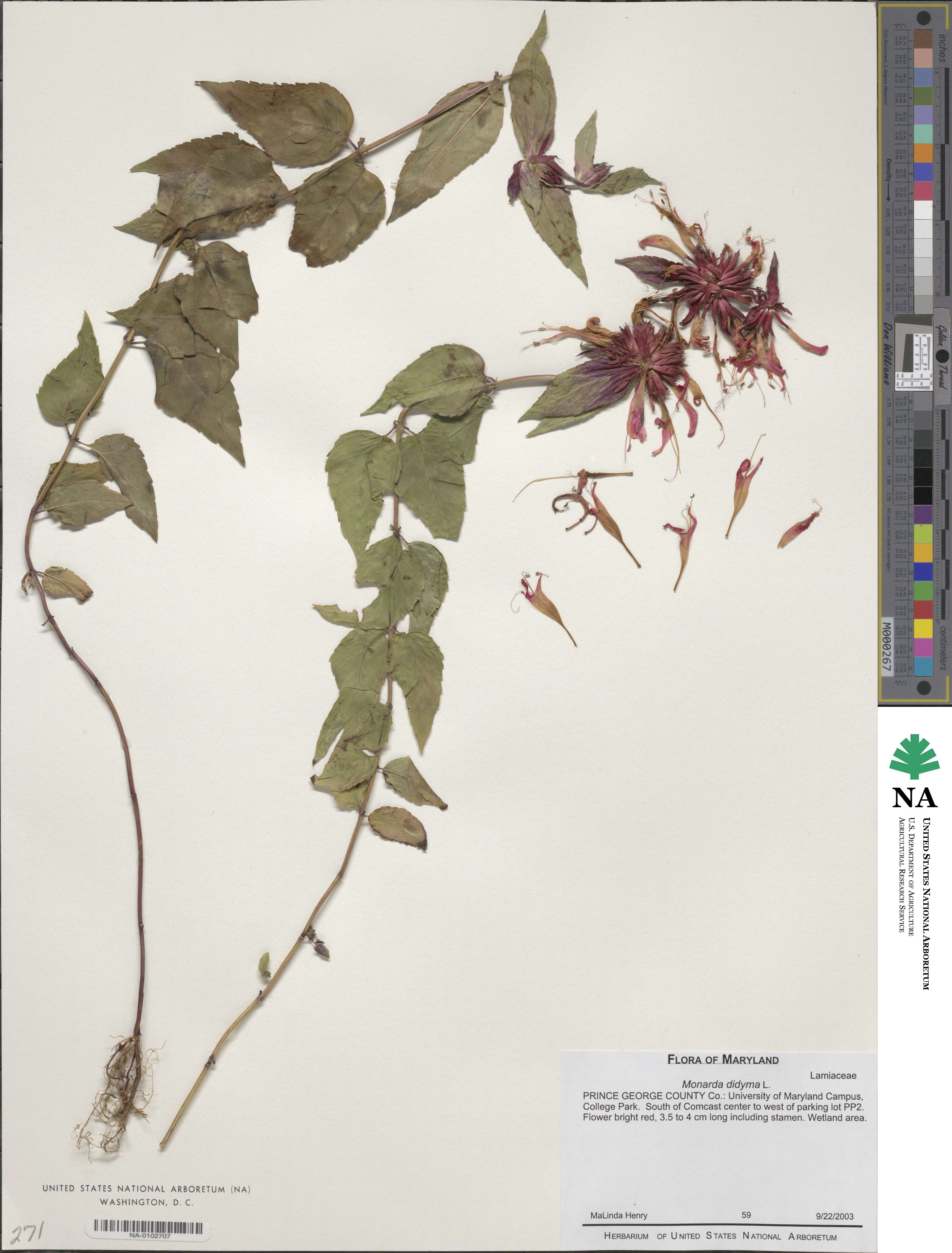 Monarda didyma image