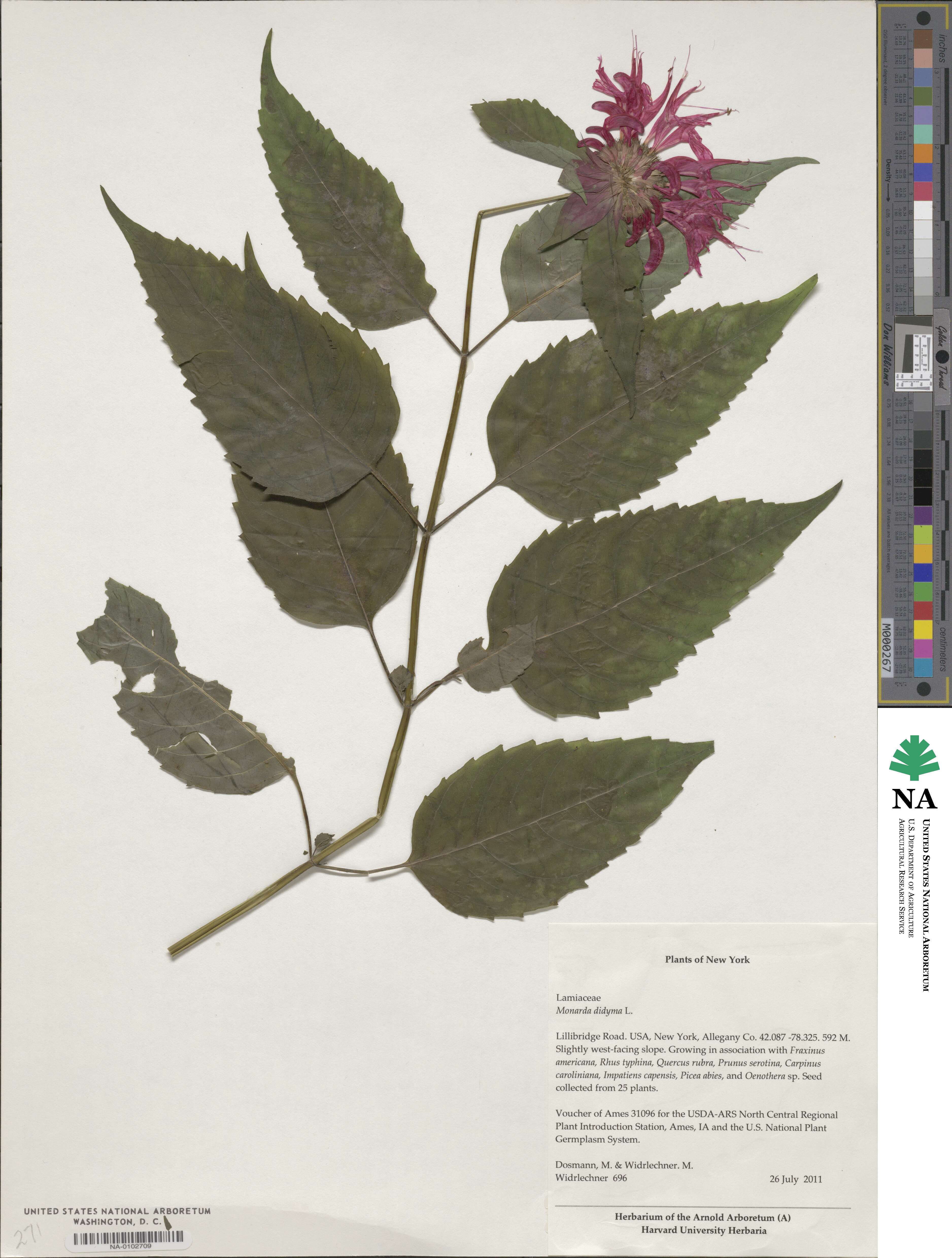 Monarda didyma image