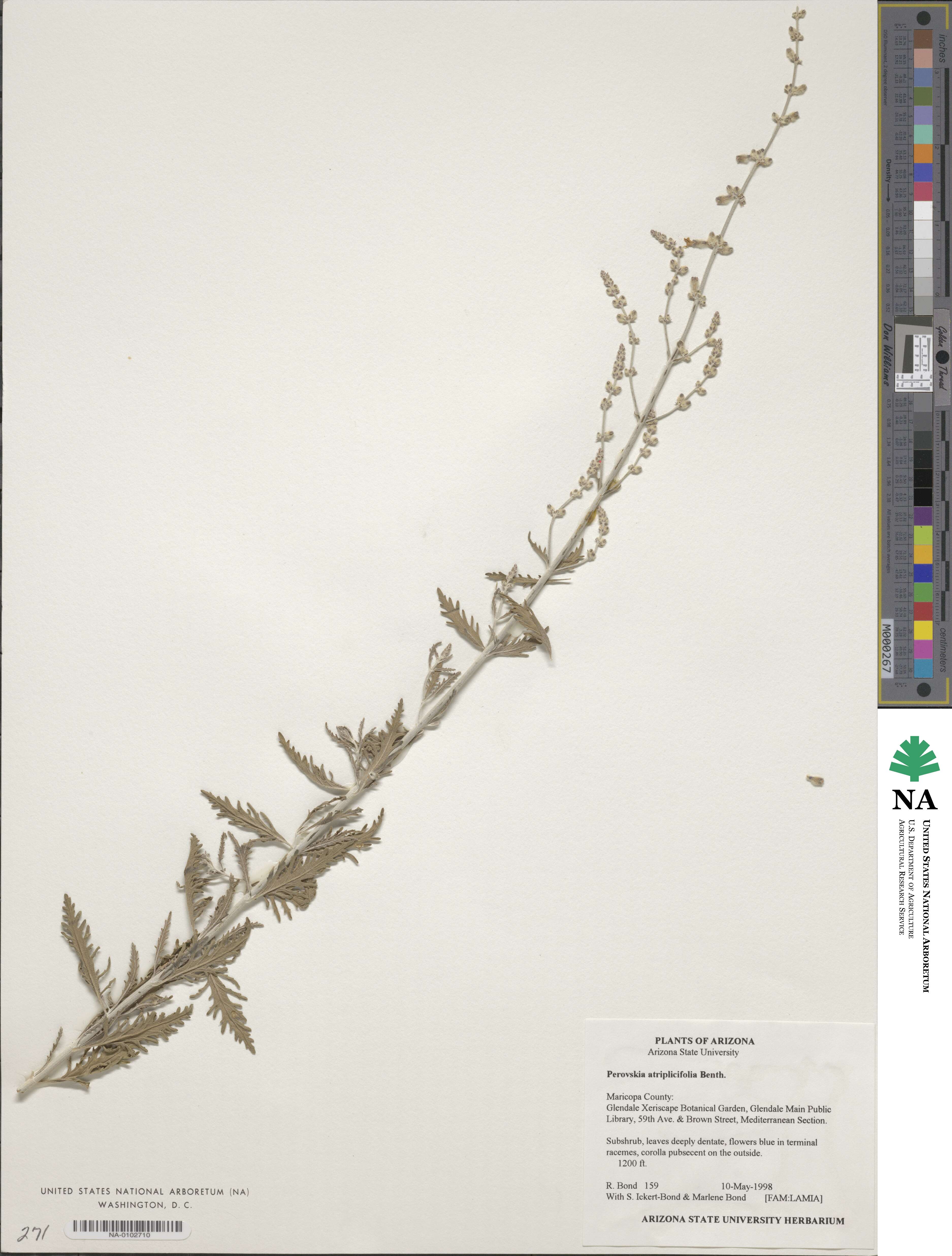 Salvia yangii image