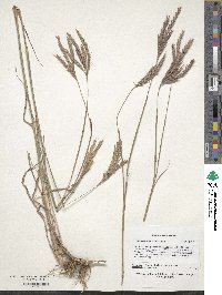 Andropogon gerardi image