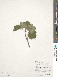 Acer opalus image