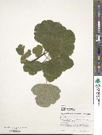 Acer obtusatum image