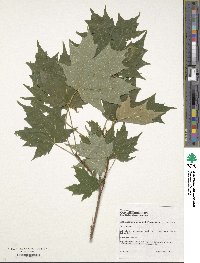 Acer saccharum image