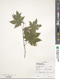 Acer japonicum image