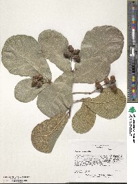 Quercus rugosa image