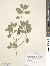 Quercus suber image