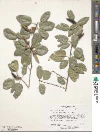 Quercus agrifolia image