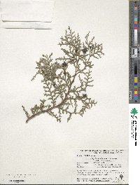 Platycladus orientalis image