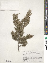 Juniperus ashei image