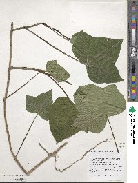 Hedera hibernica image