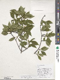 Ilex laevigata image