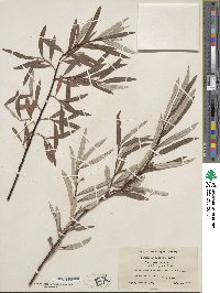 Salix pellita image