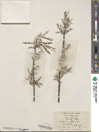 Salix pellita image