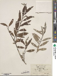 Salix pellita image