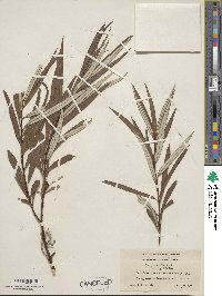 Salix pellita image