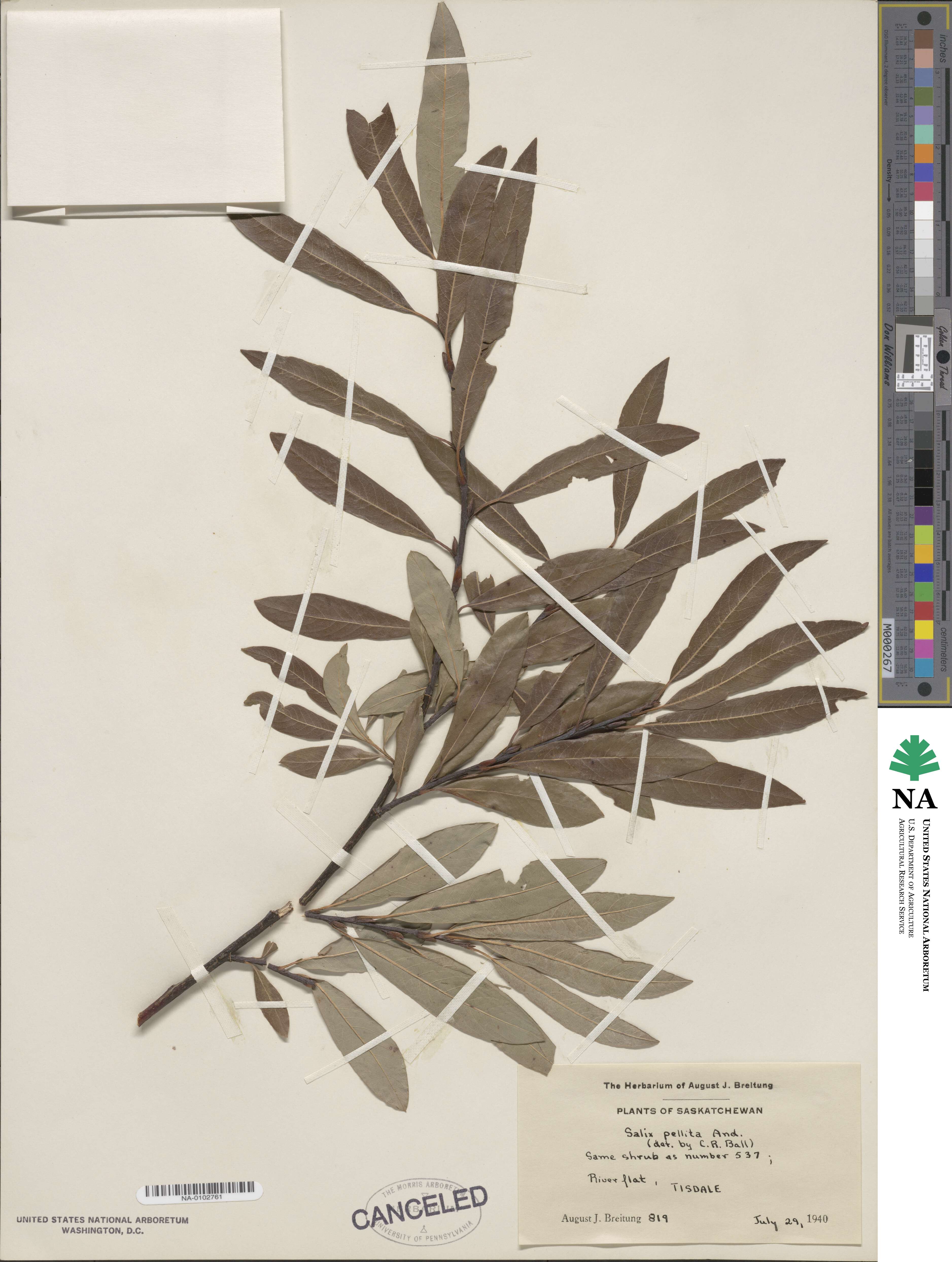 Salix pellita image