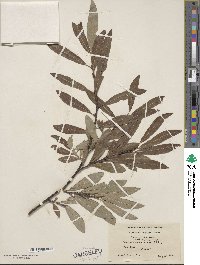 Salix pellita image