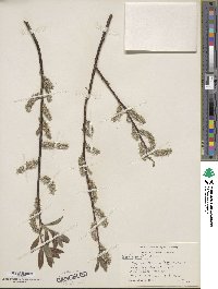 Salix pellita image