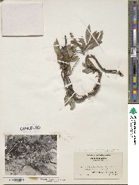 Salix petrophila image