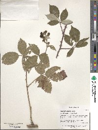 Rubus montanus image