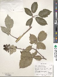 Rubus montanus image