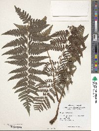 Dryopteris ludoviciana image