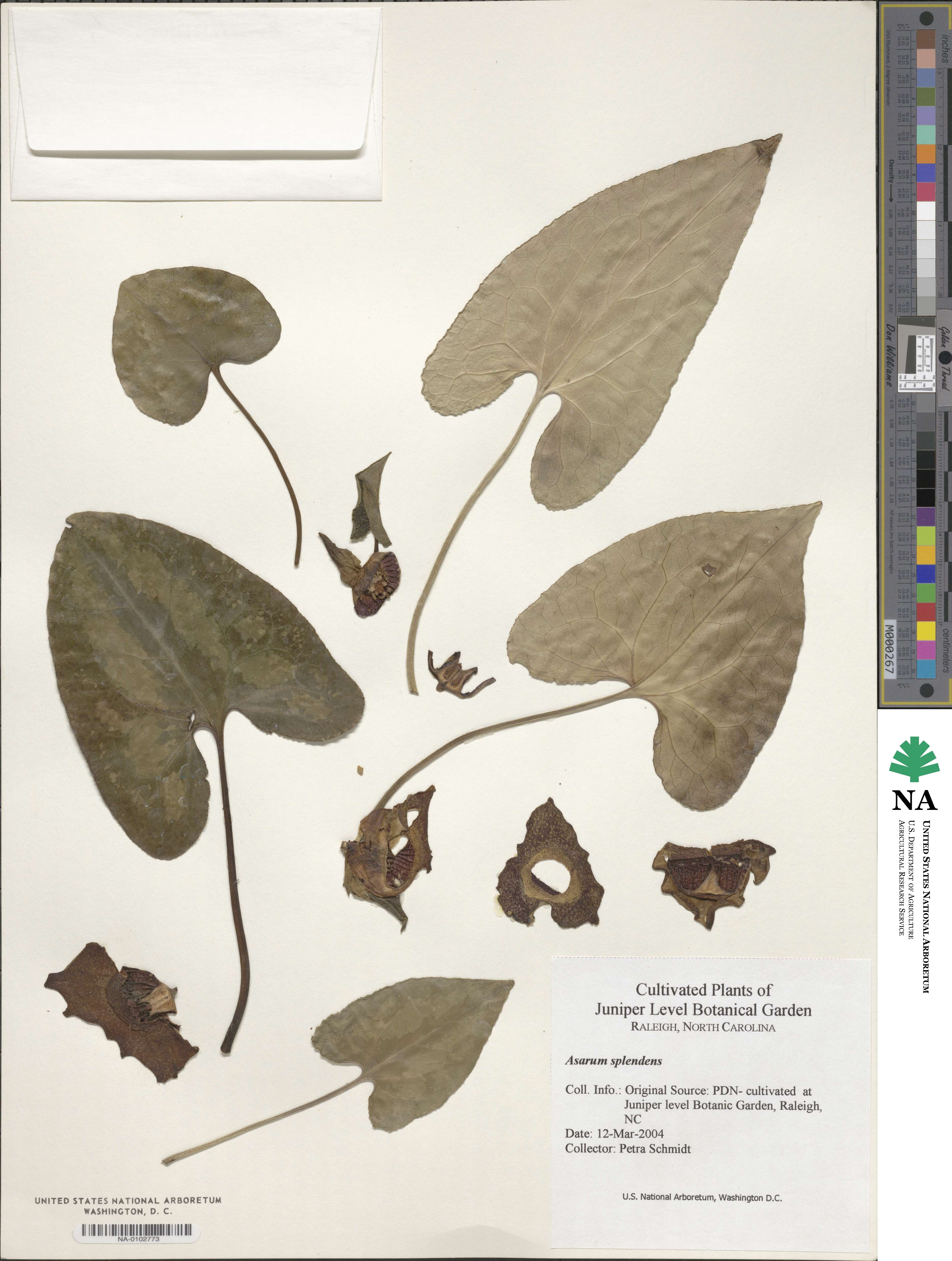 Asarum splendens image