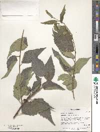 Celtis australis image