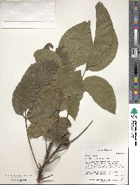 Juglans regia image