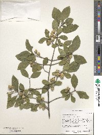 Euonymus europaeus image