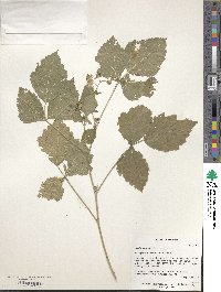 Rubus caesius image