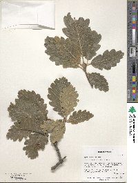 Quercus macranthera image