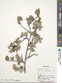 Amelanchier utahensis image