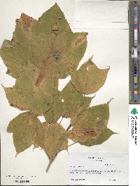 Acer pensylvanicum image