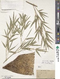 Phyllostachys edulis image