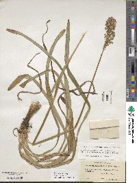 Amianthium muscitoxicum image