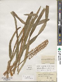 Amianthium muscitoxicum image