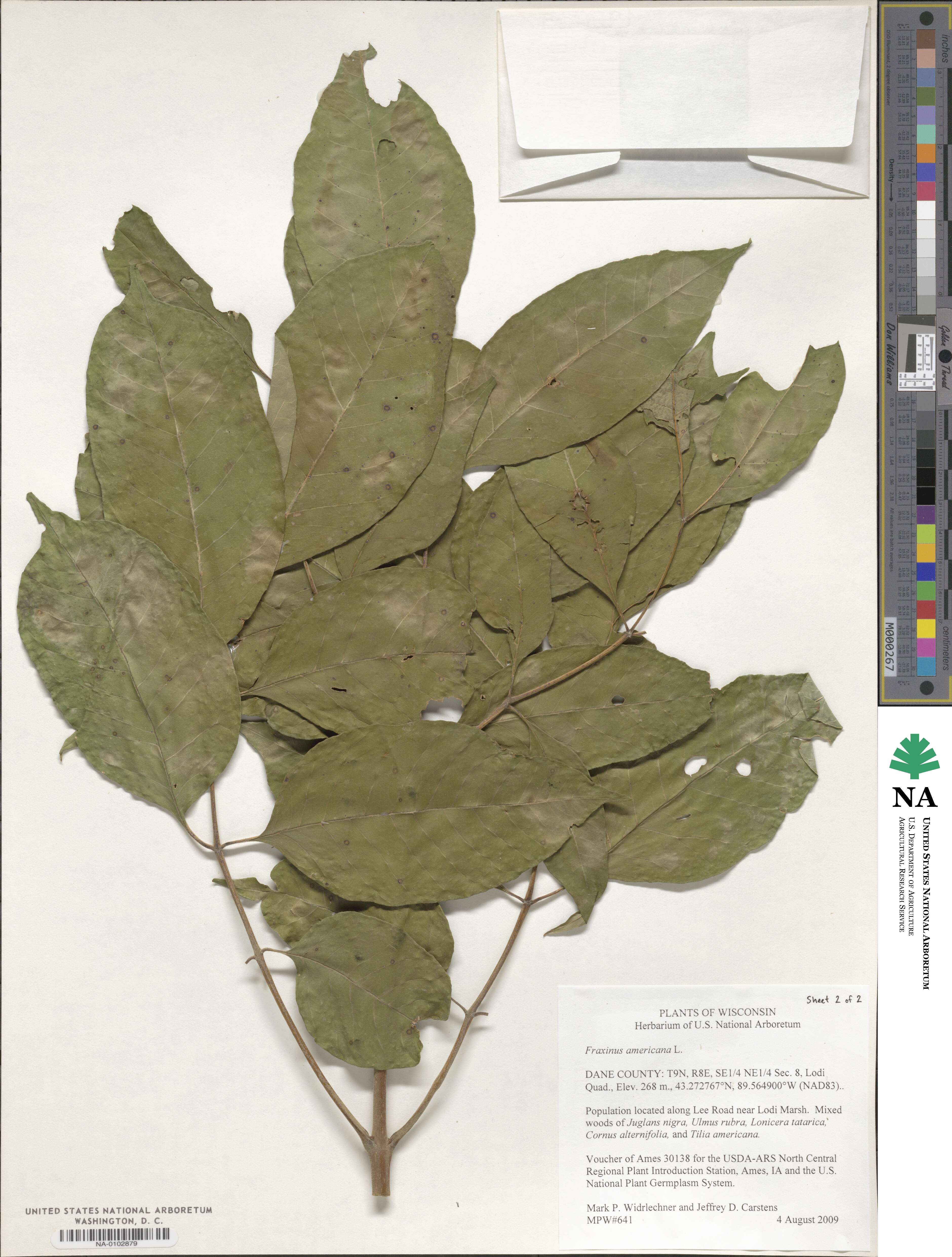 Fraxinus image